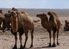 03GOBI P1000172